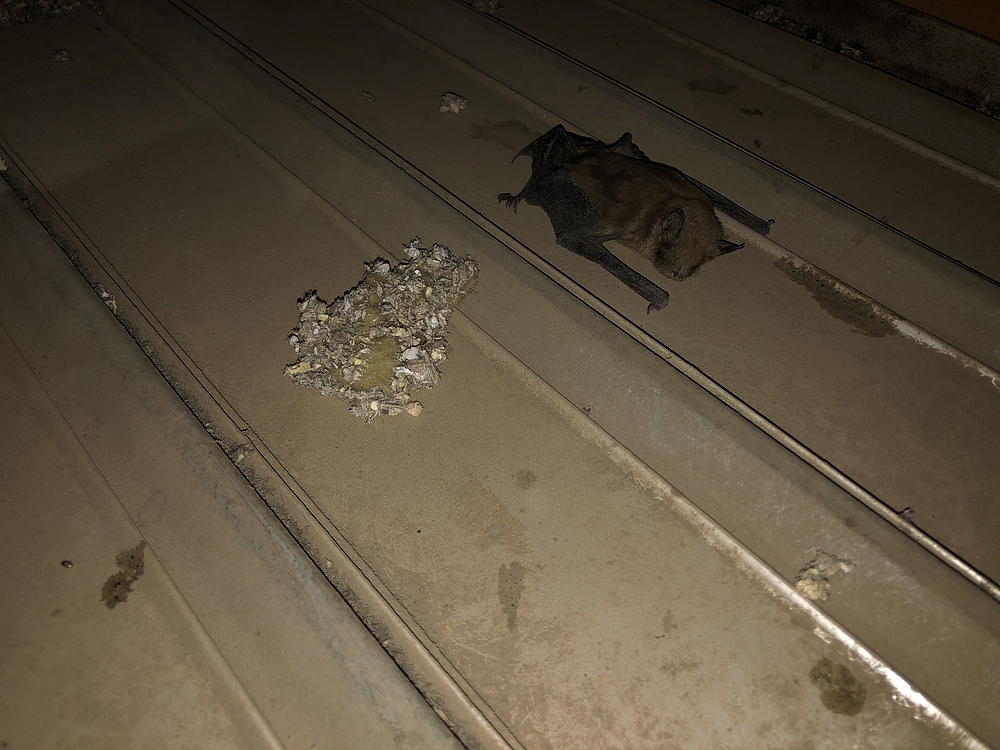 Guano Risks: Health, Odor, and Proper Cleanup After a Bat Colony