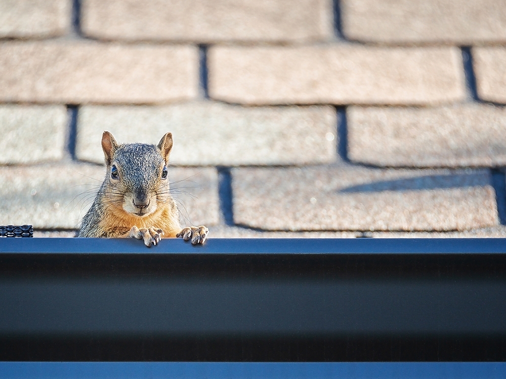 The Dangers of Squirrel Infestations in Attics in Michigan