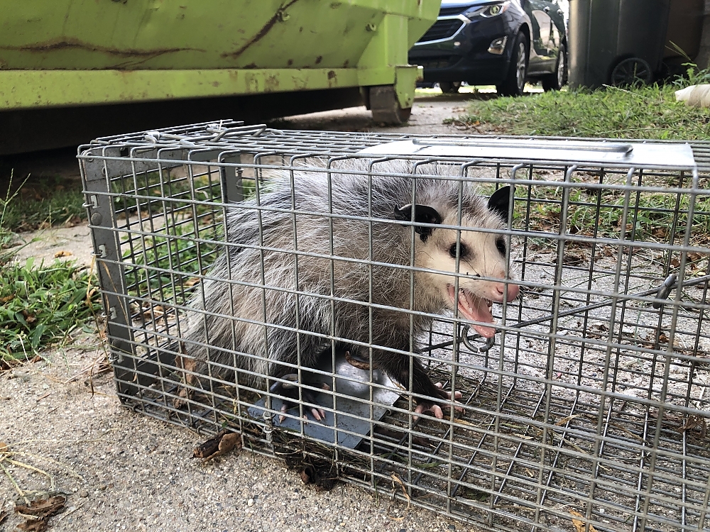 Animal Behavior Insights: What Drives Wildlife to Invade Your Property?