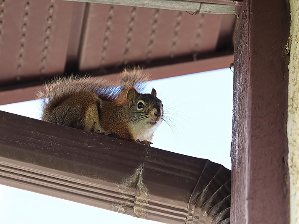 Understanding the Behavior of Squirrels in Attics