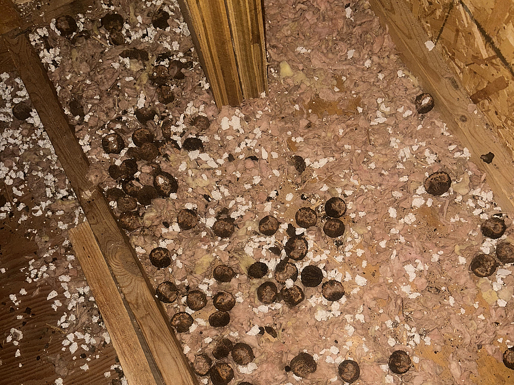 How Improper DIY Sealing Makes Wildlife Problems Worse