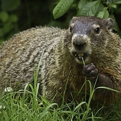 groundhog removal and control Michigan