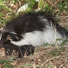 skunk control and removal Michigan