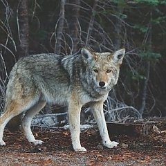 coyote and fox removal services Michigan