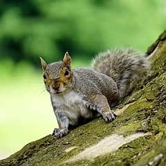 Michigan squirrel removal from attics