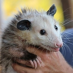 opossum removal services Michigan