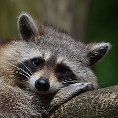 raccoon control and removal Michigan