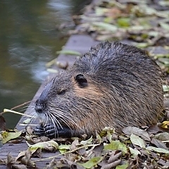 muskrat control and removal Michigan