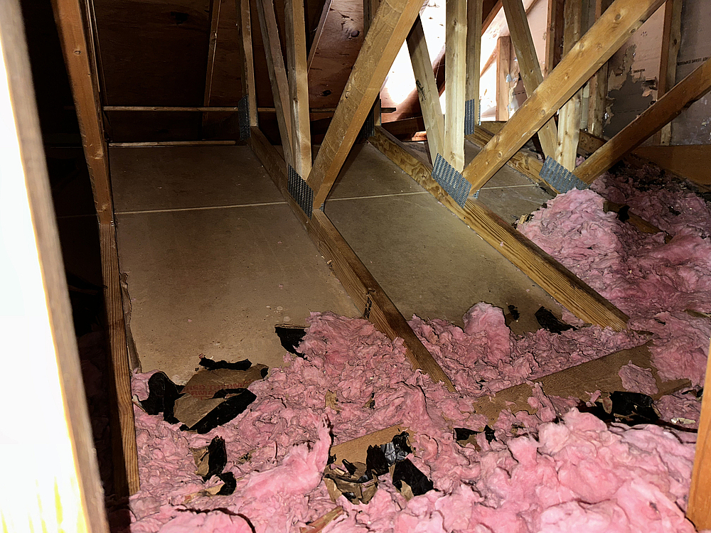 How Animal Removal Services Protect Your Home and Health