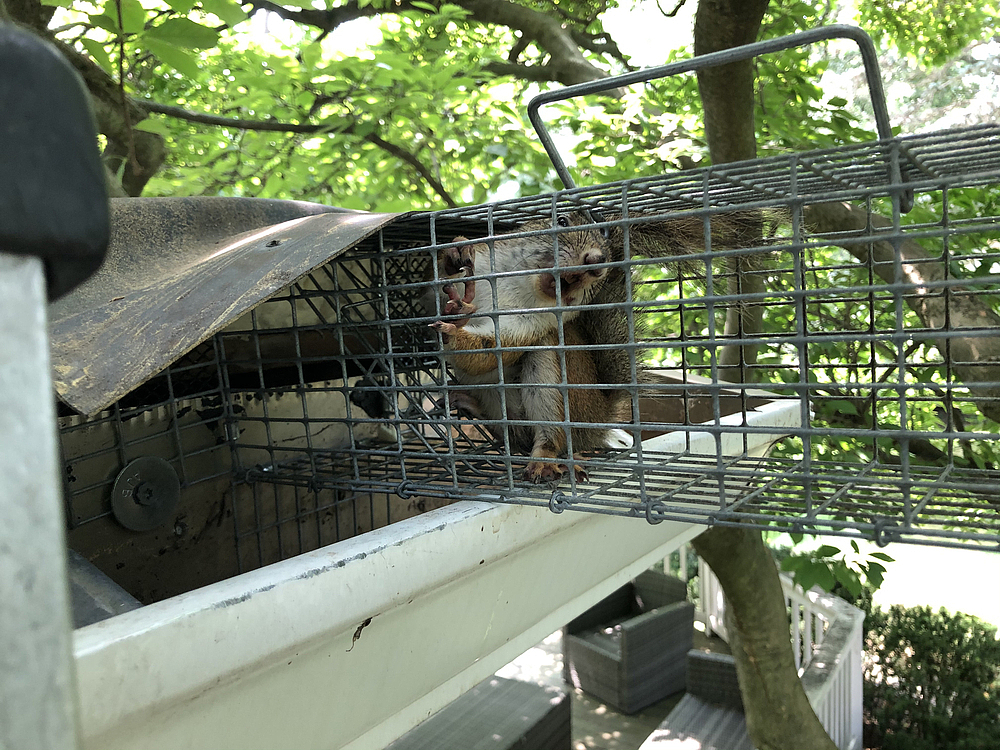 Attic Squirrels: Signs, Dangers, and What Removal Looks Like