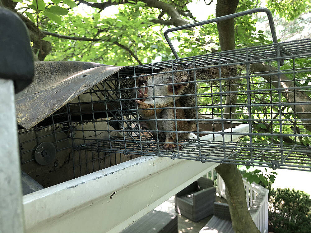 How Wildlife Uses Roof Vents, Gable Vents, and Exhaust Vents to Get Inside