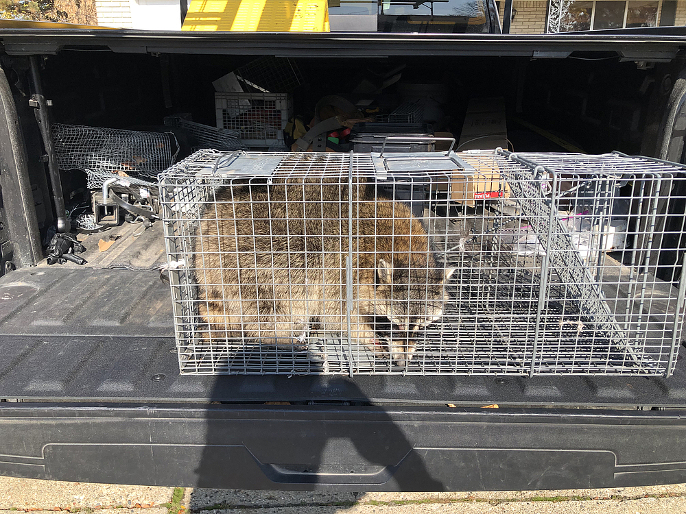Dealing with Unexpected Wildlife Encounters: Best Practices for Safety and Prevention