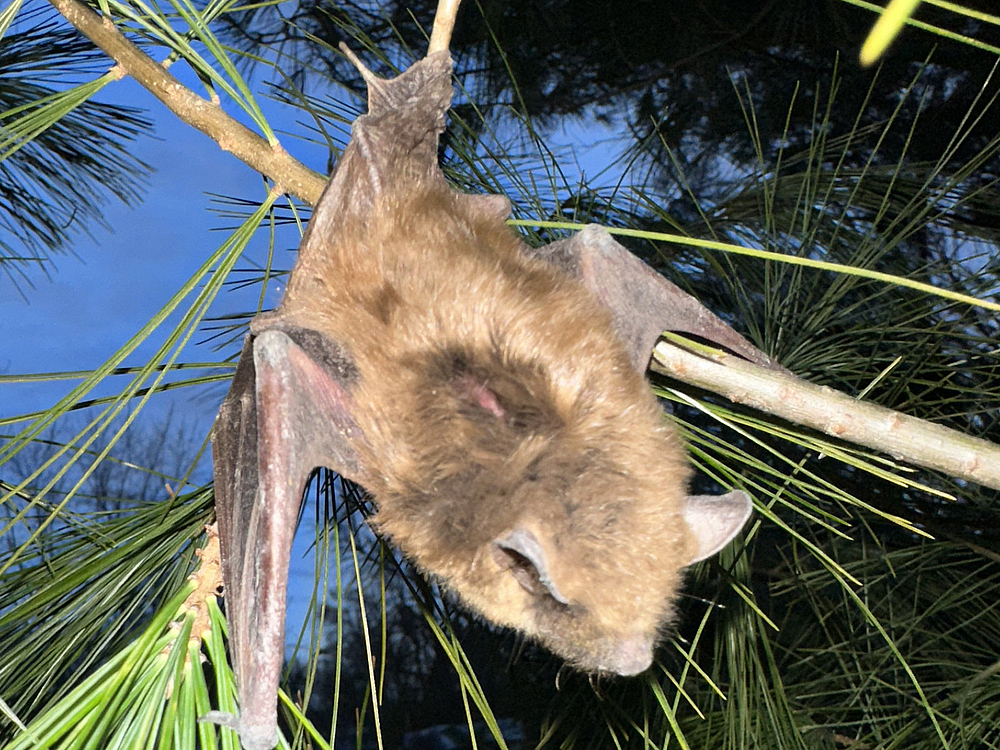 Why Bats Choose Attics: What Attracts Them and How to Fix It