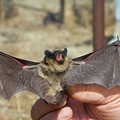 bat removal from attics in Michigan