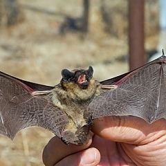 michigan bat removal from attics