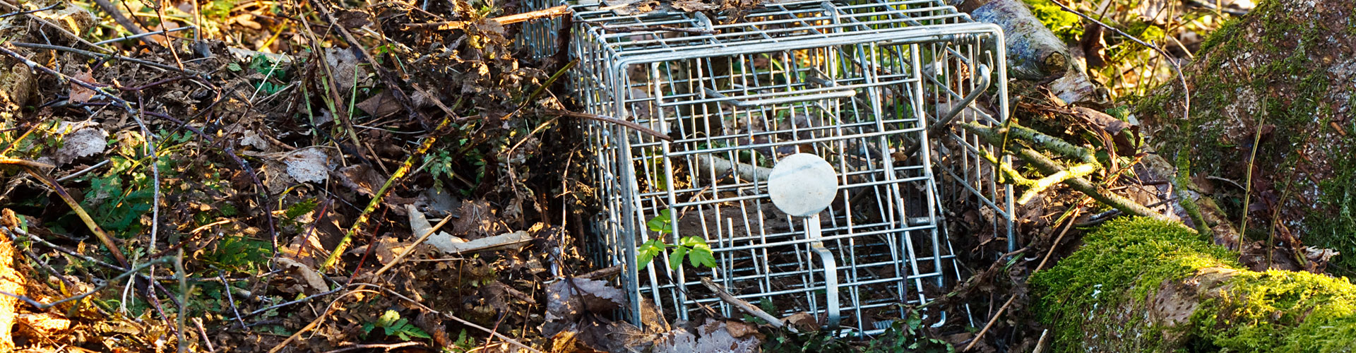 What type of damage can raccoons cause? | Default | Services | My