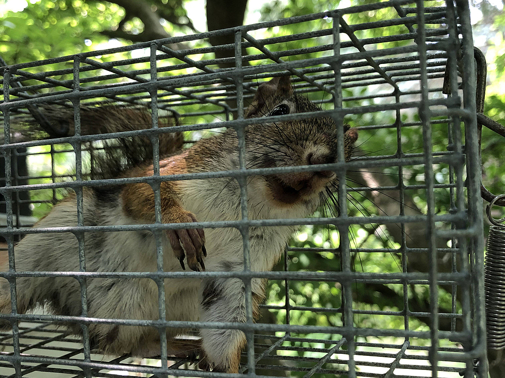 What Scratching, Chirping, and Thumping Sounds in the Attic May Mean