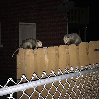 ancon-wildlife-removal-photo-gallery_10