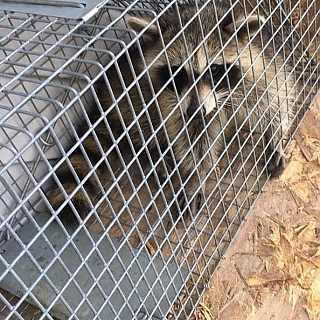 ancon-wildlife-removal-photo-gallery_1