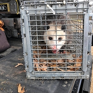 ancon-wildlife-removal-photo-gallery_3