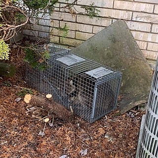 ancon-wildlife-removal-photo-gallery_4