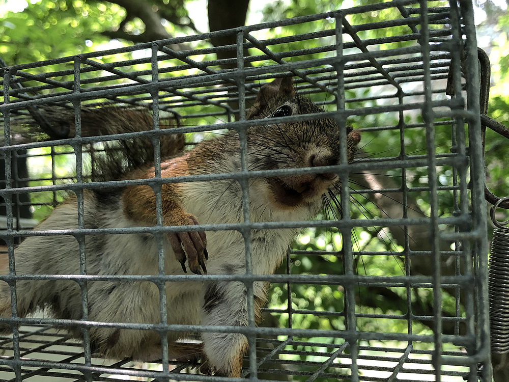 Seasonal Squirrel Behavior: Breeding, Nesting, and How That Affects Your Home