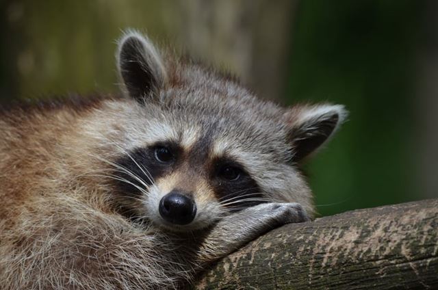 What type of damage can raccoons cause? | Default | Services | My