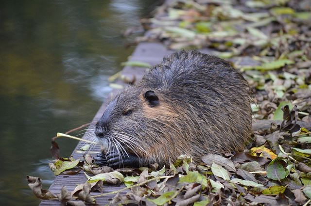 Muskrats colonize in ponds, creeks and lakes by the hundreds. | Default